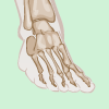 Foot